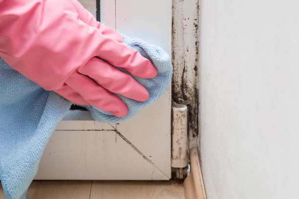 Best Preventive Mold Services in Rock Rapids, IA